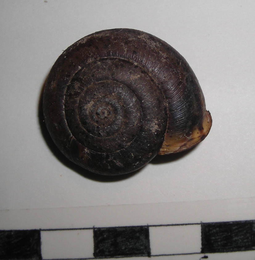 Conchiglia gasteropode da identificare